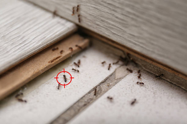Best Affordable Pest Control Services  in Columbia, CA