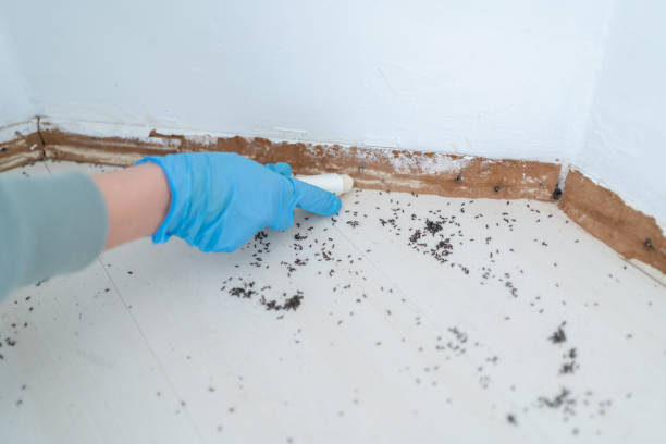 Best Spider Control Near Me  in Columbia, CA